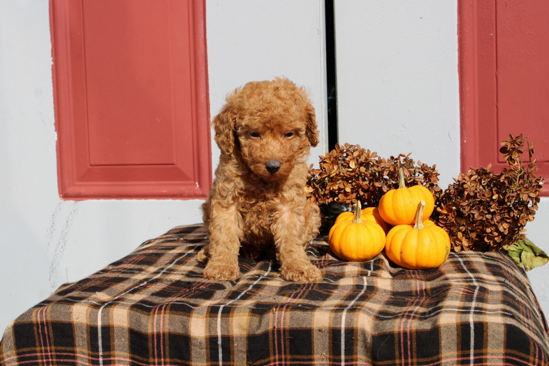 puppy, for, sale, Mini Poodle, Matthew B. Stoltzfus, dog, breeder, Gap, PA, dog-breeder, puppy-for-sale, forsale, nearby, find, puppyfind, locator, puppylocator, aca